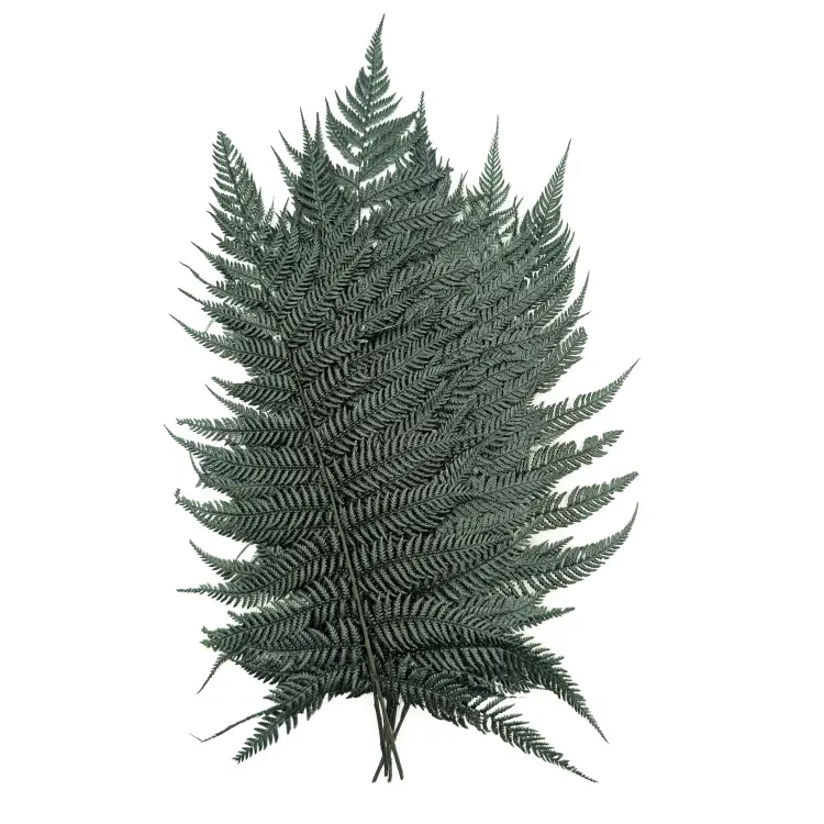 Paproć Narecznica Zielona Stabilizowana.png