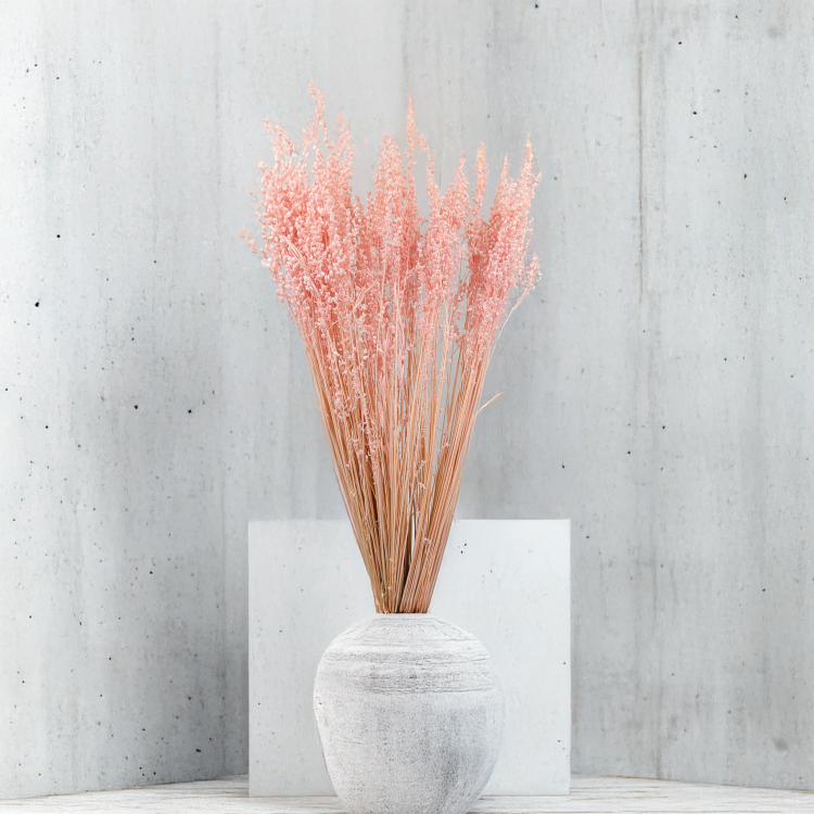 Briza minima Różowa.png