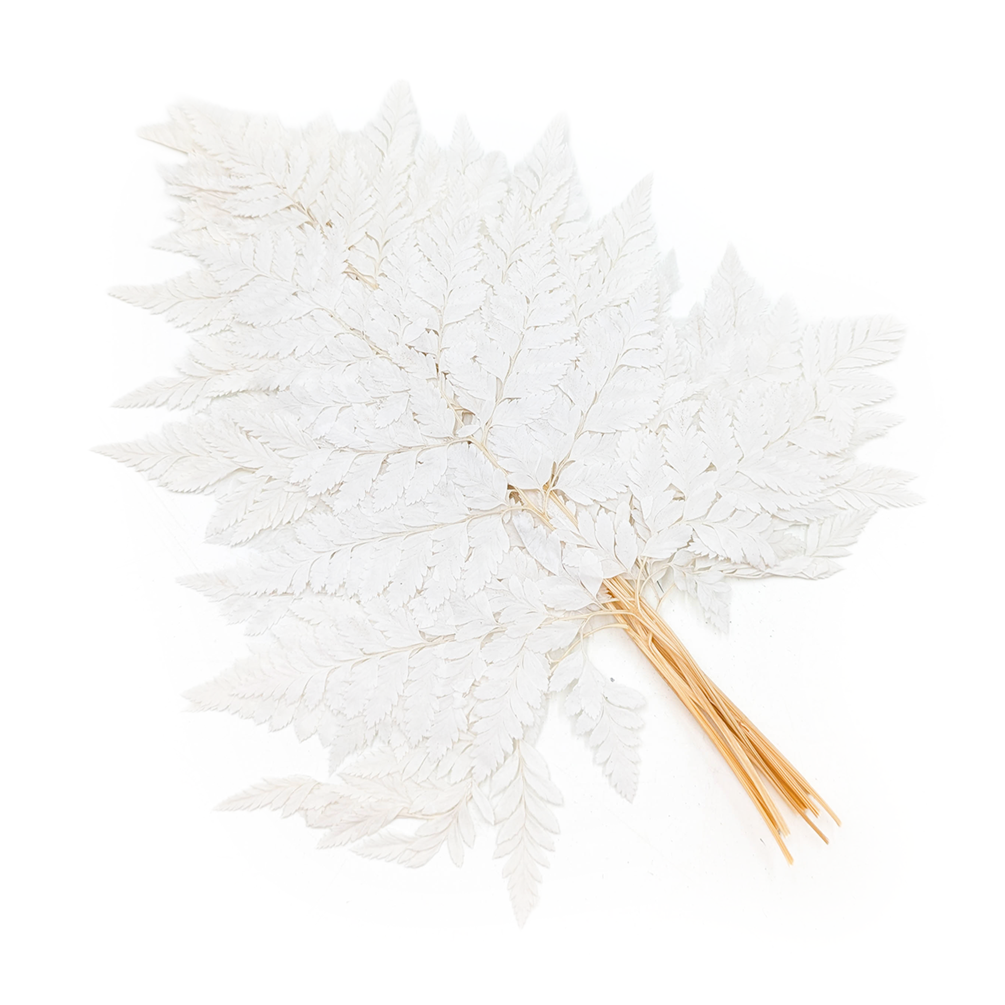 Fougère stabilisée – Cuir Long – Blanchie