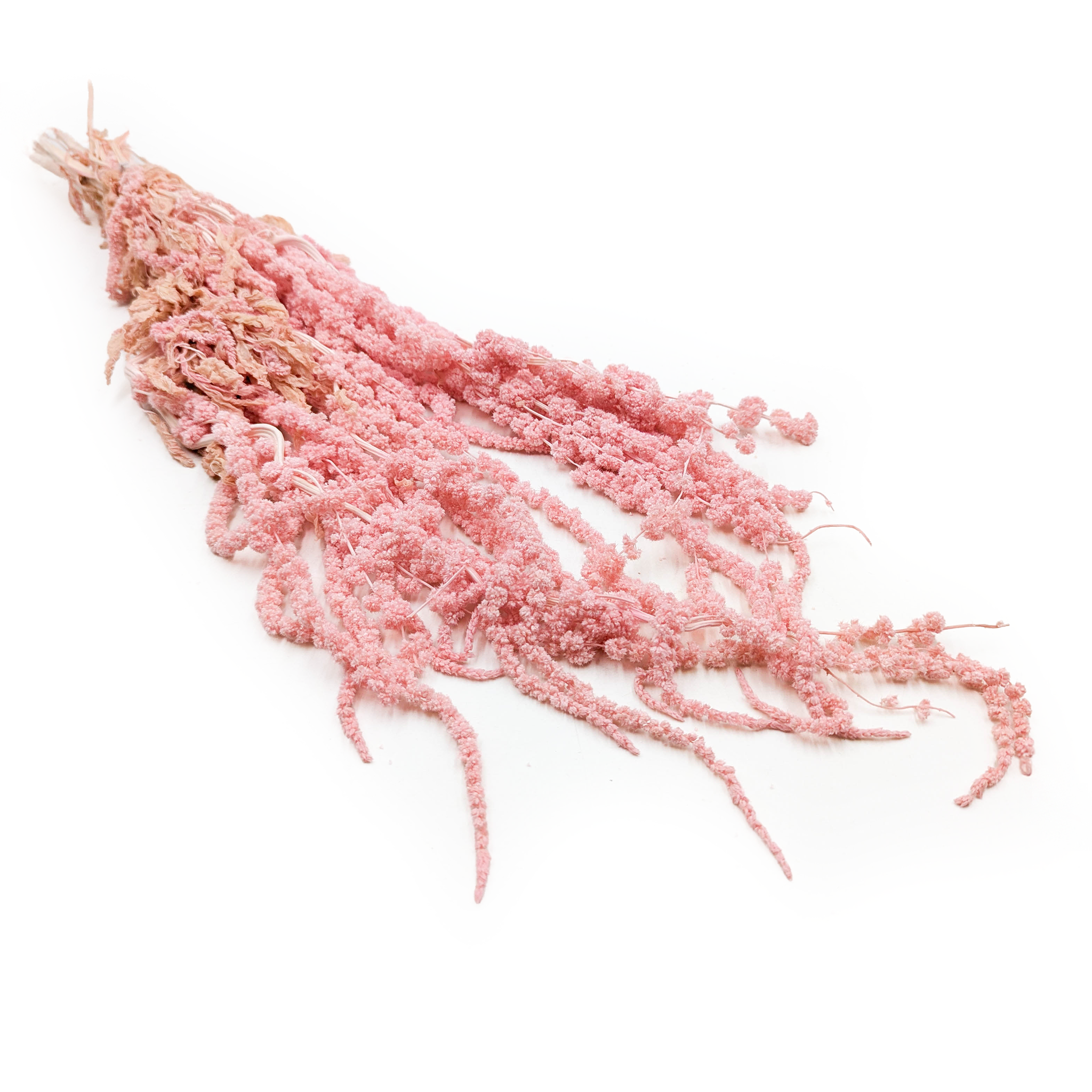 Amarante stabilisée – Rose