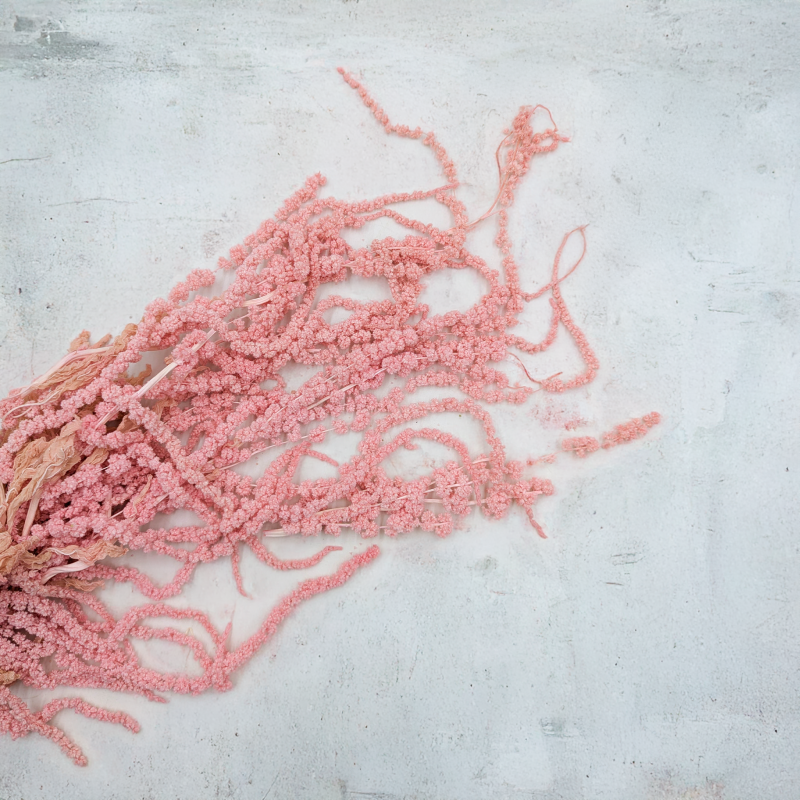 Szarłat Stabilizowany Rózowy IT 3.png