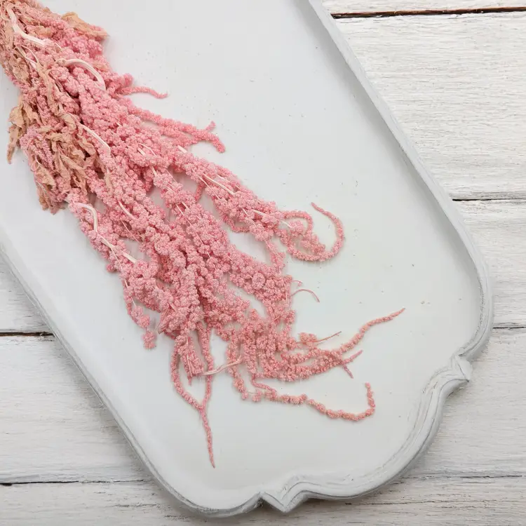 Szarłat Stabilizowany Rózowy IT 4.png