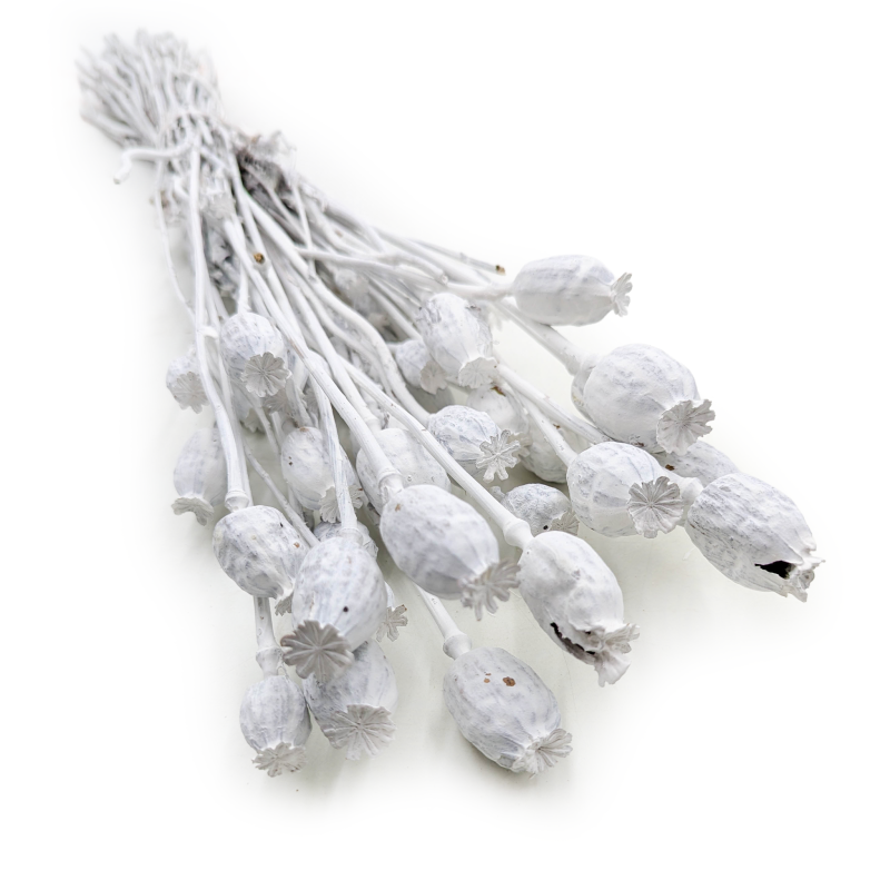 Makowka Bielona Barwiona 5.png