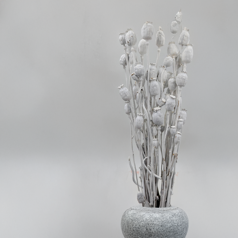 Makowka Bielona Barwiona 1.png