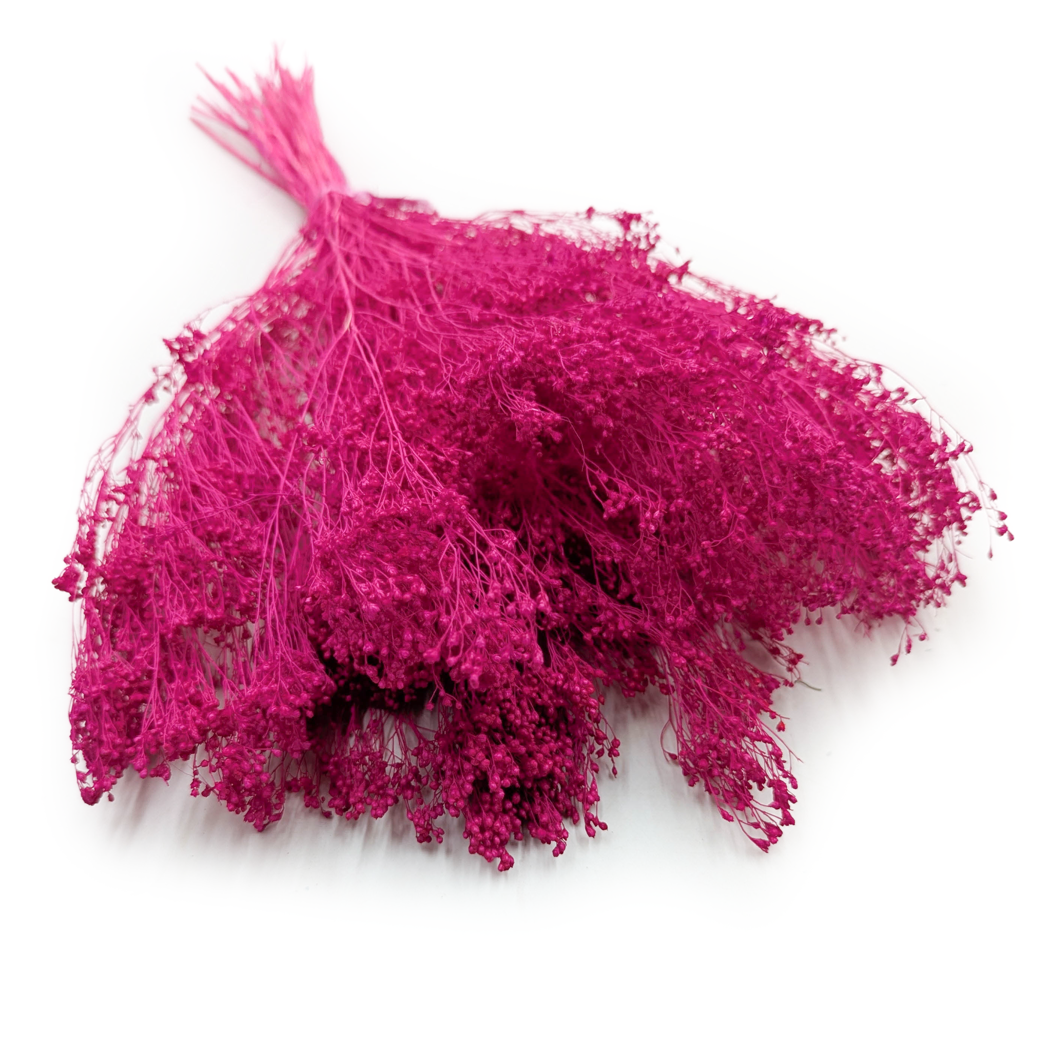 Broom Bloom séché – Genêt – Fuchsia