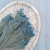 Broom Bloom Jasny niebieski 2.png