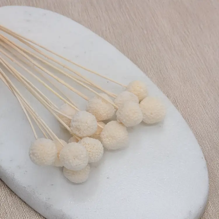 Craspedia biała IT 2.png