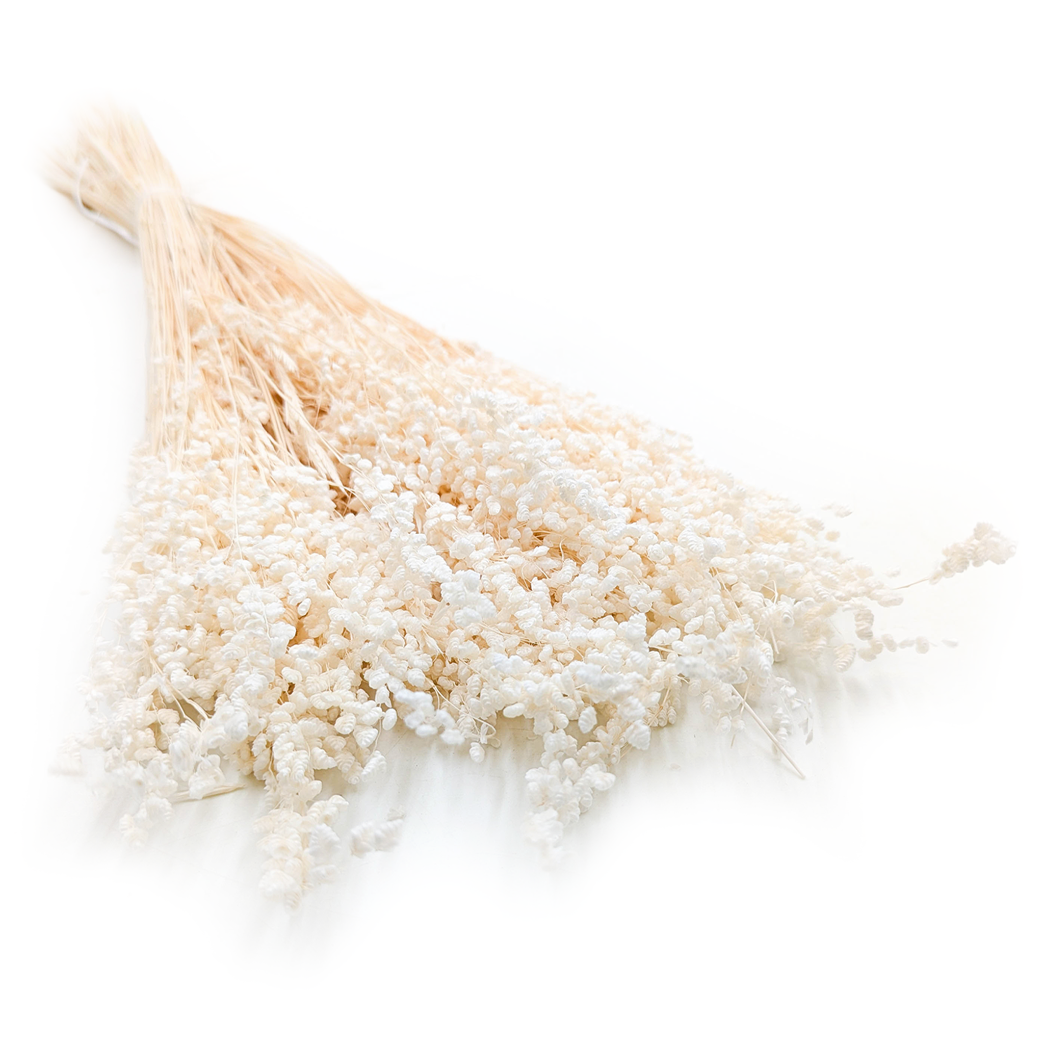 Brize séchée Mini – (Briza Minima) – Blanchie