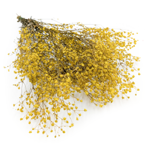 Gypsophile Stabilisée – Jaune Pastel