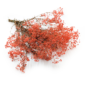 Gypsophile stabilisée – Orange pastel