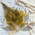 Gipsówka stabilizowana pastelowy żółty 1.png