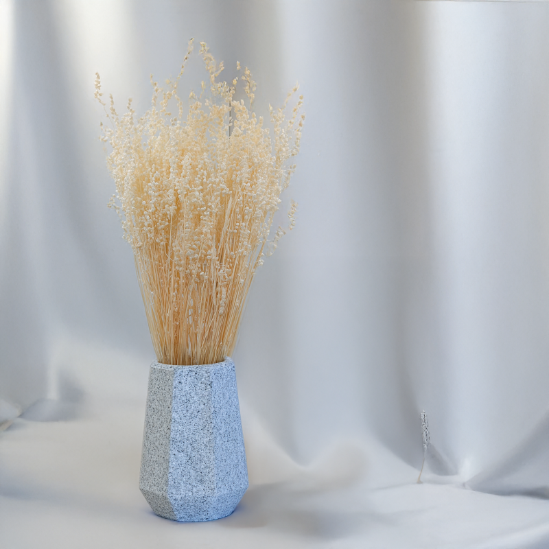 Briza minima bielona 4.png