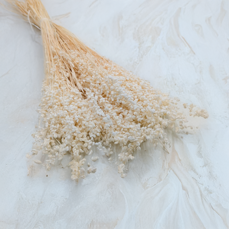 Briza minima bielona.png