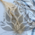 Asparagus Ming Fern ES 1.png