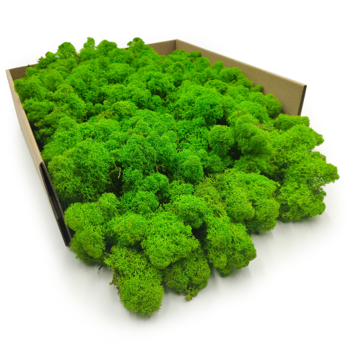 MECH chrobotek jasnozielony zblizenie4.png