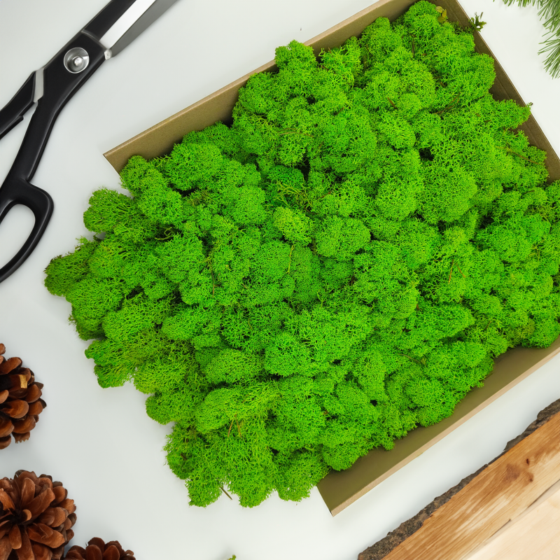 MECH chrobotek jasnozielony zblizenie1.png