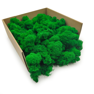 Lichen de renne finlandaise stabilisée – Nettoyée – Verte 4 kg NET