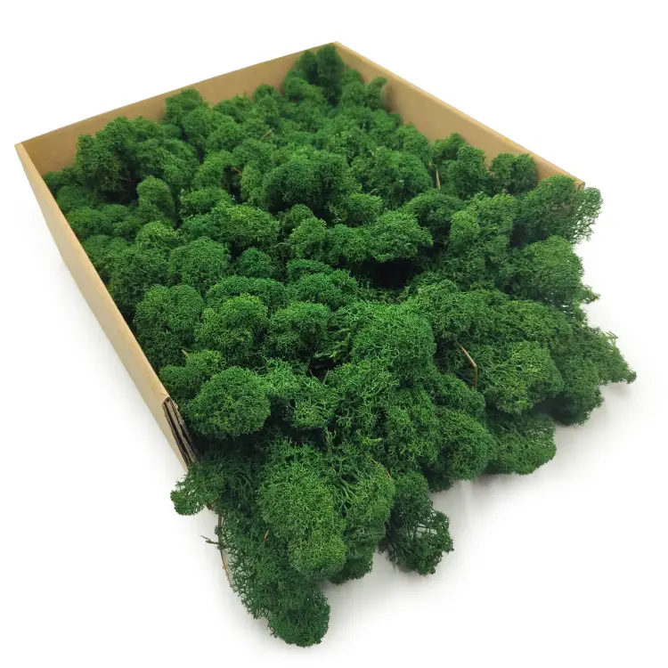 Butelkowa zielen pkladka.png