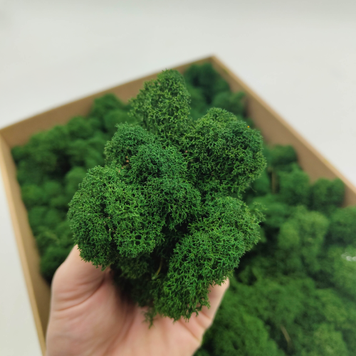 Butelkowa zielen zblizenie 2.png