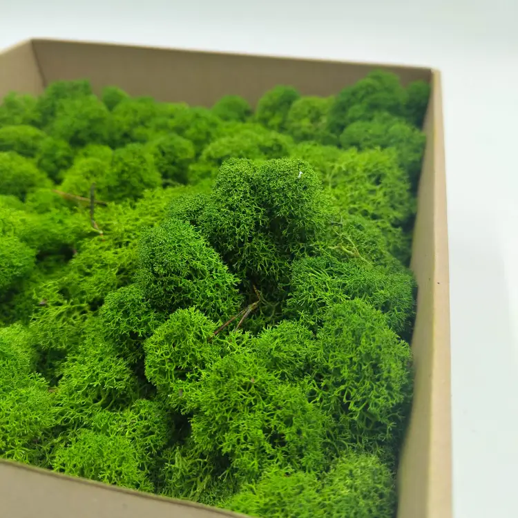 Leśna Zieleń zblizenie 2.png