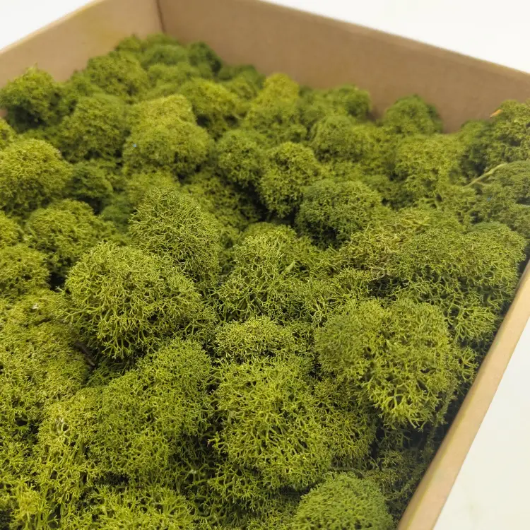 Oliwkowy zblizenie 1.png