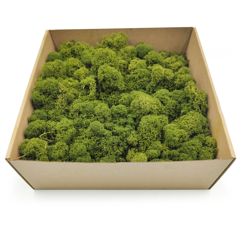 Oliwkowy zblizenie 2.png