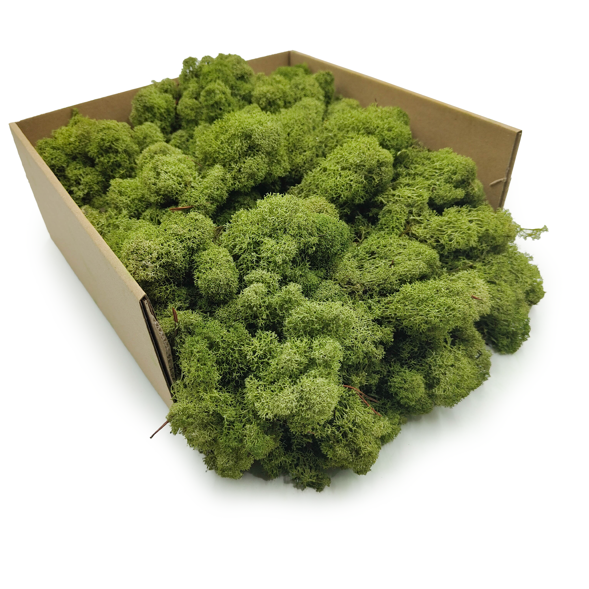 Lichen des rennes stabilisé – Finlandais – Nettoyé – Vert moyen – 250g NET