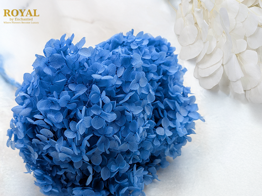Hortensias ROYAL