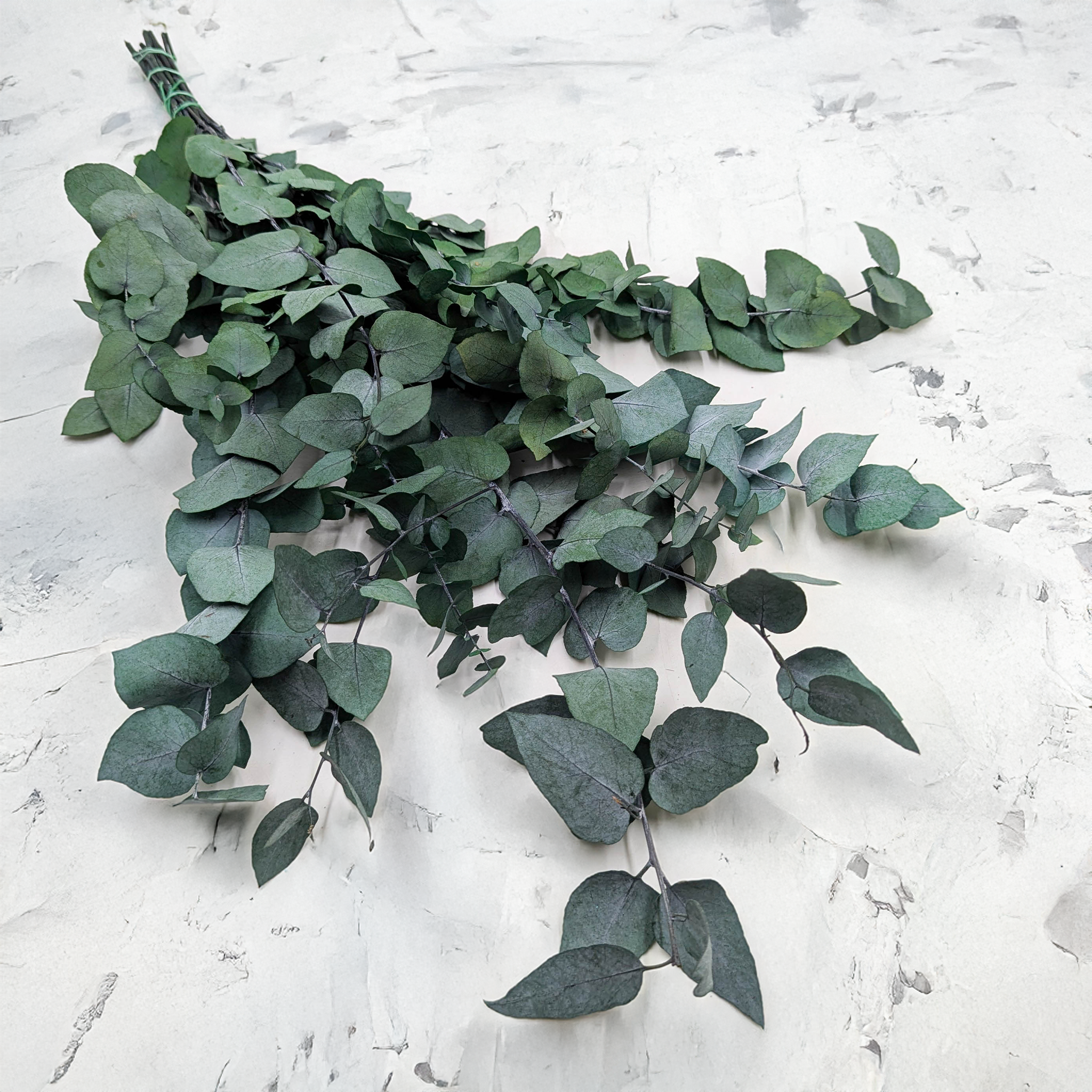 Eucalyptus Cinerea vert