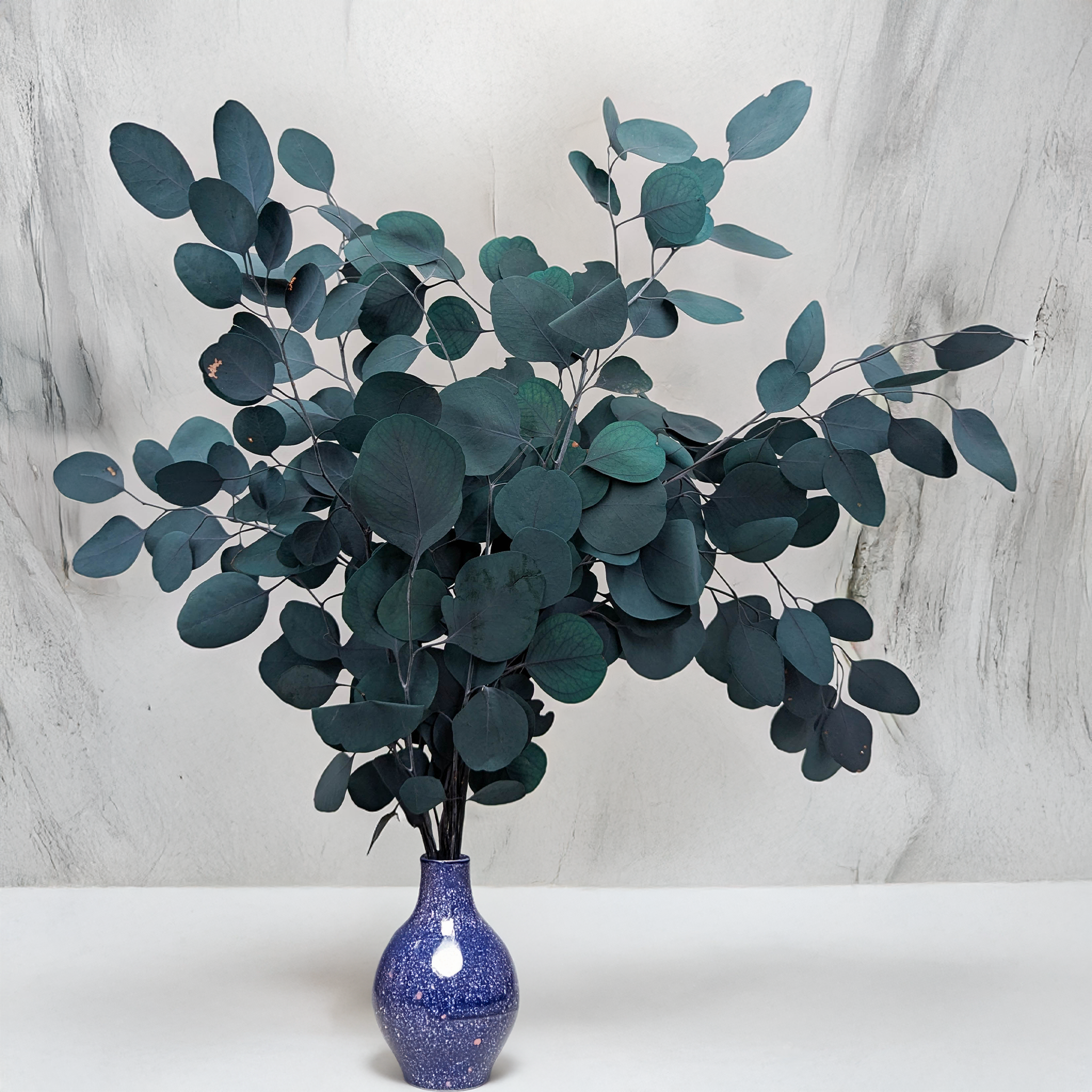 Eucalyptus Populus vert