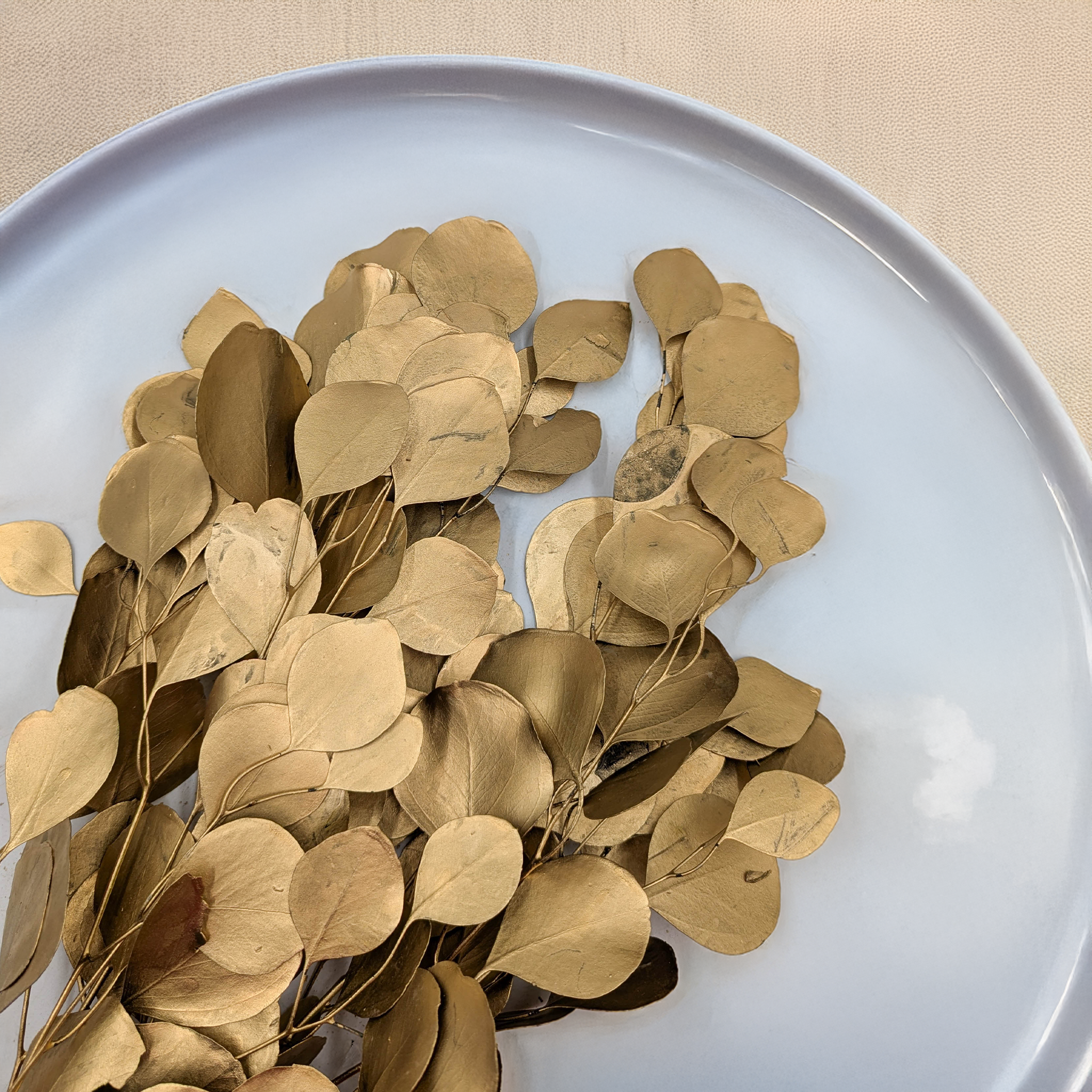 Eucalyptus Populus doré