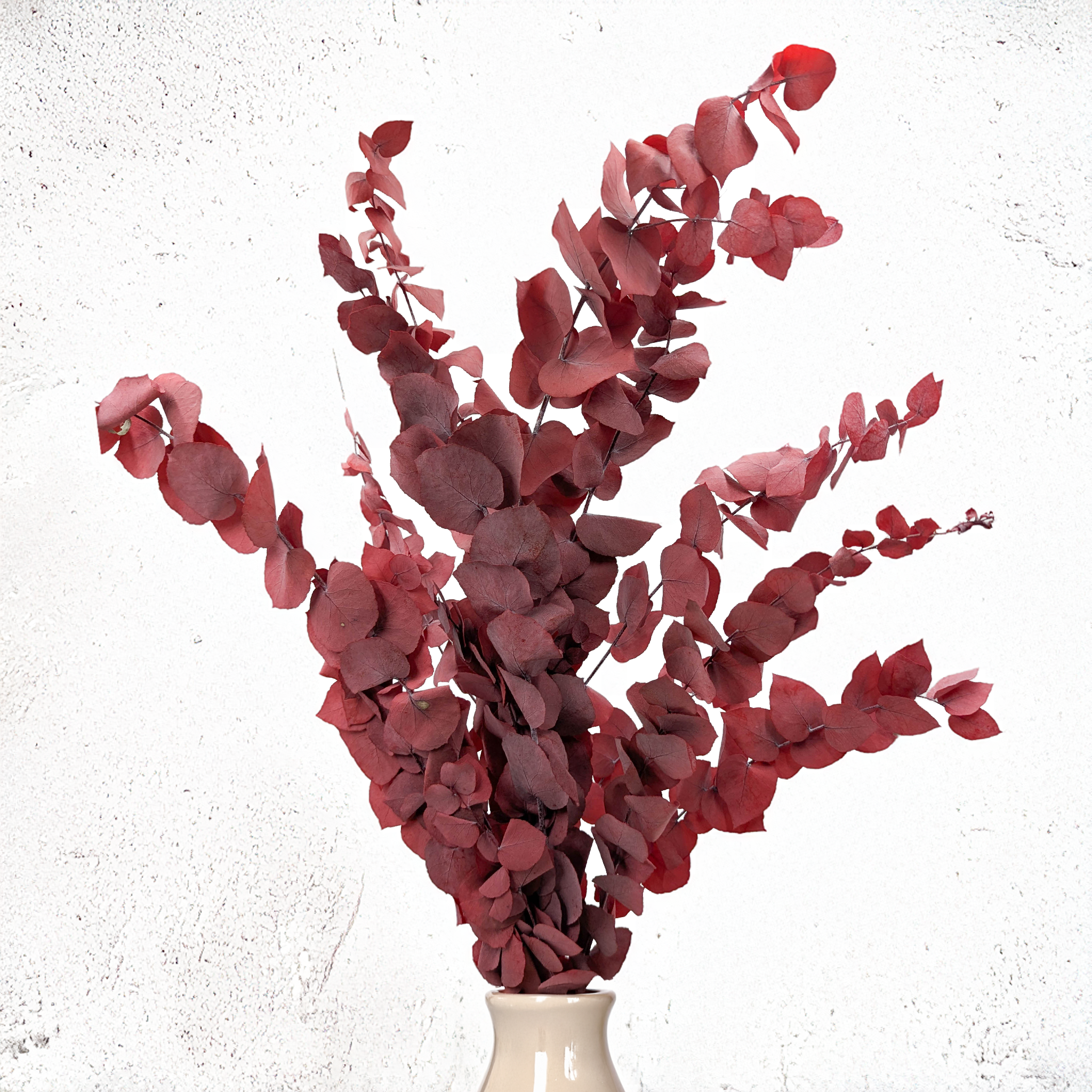 Eucalyptus Stuartiana rouge