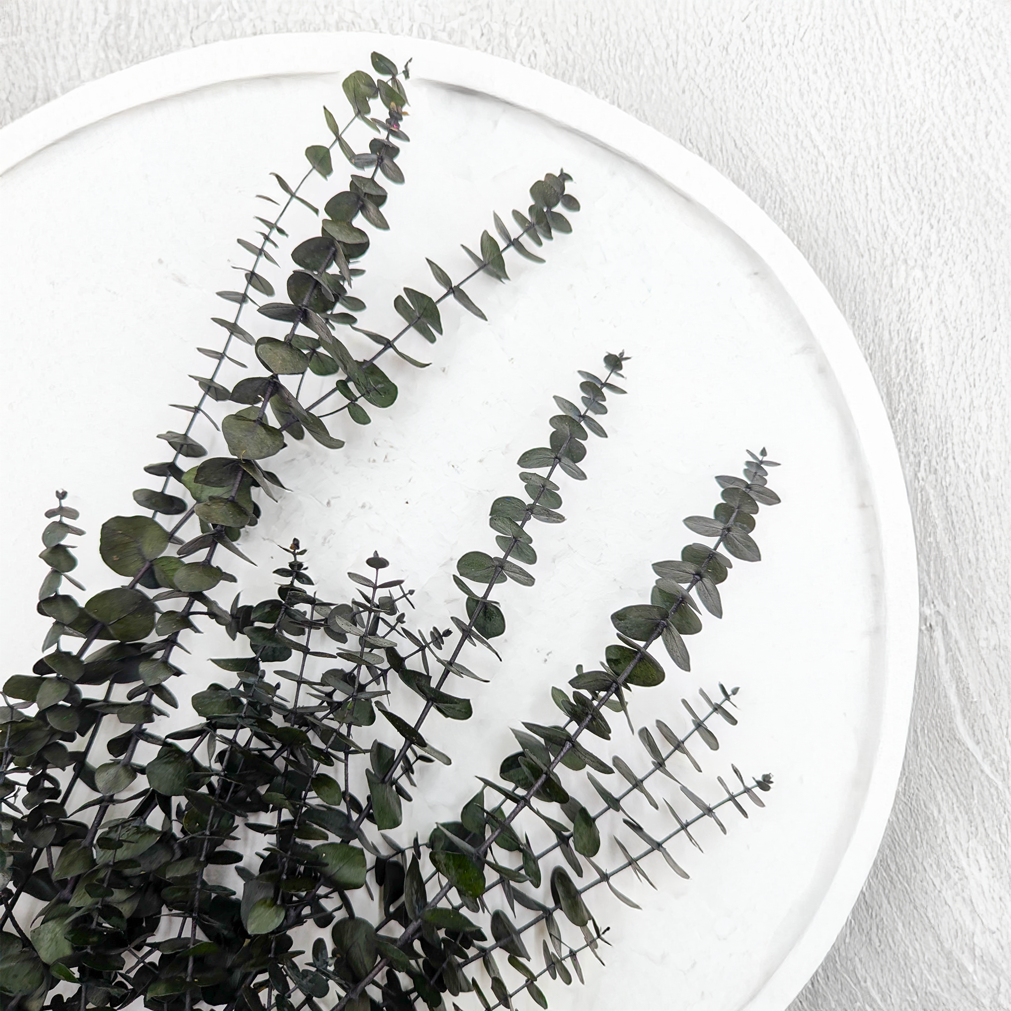 Eucalyptus Baby Blue vert