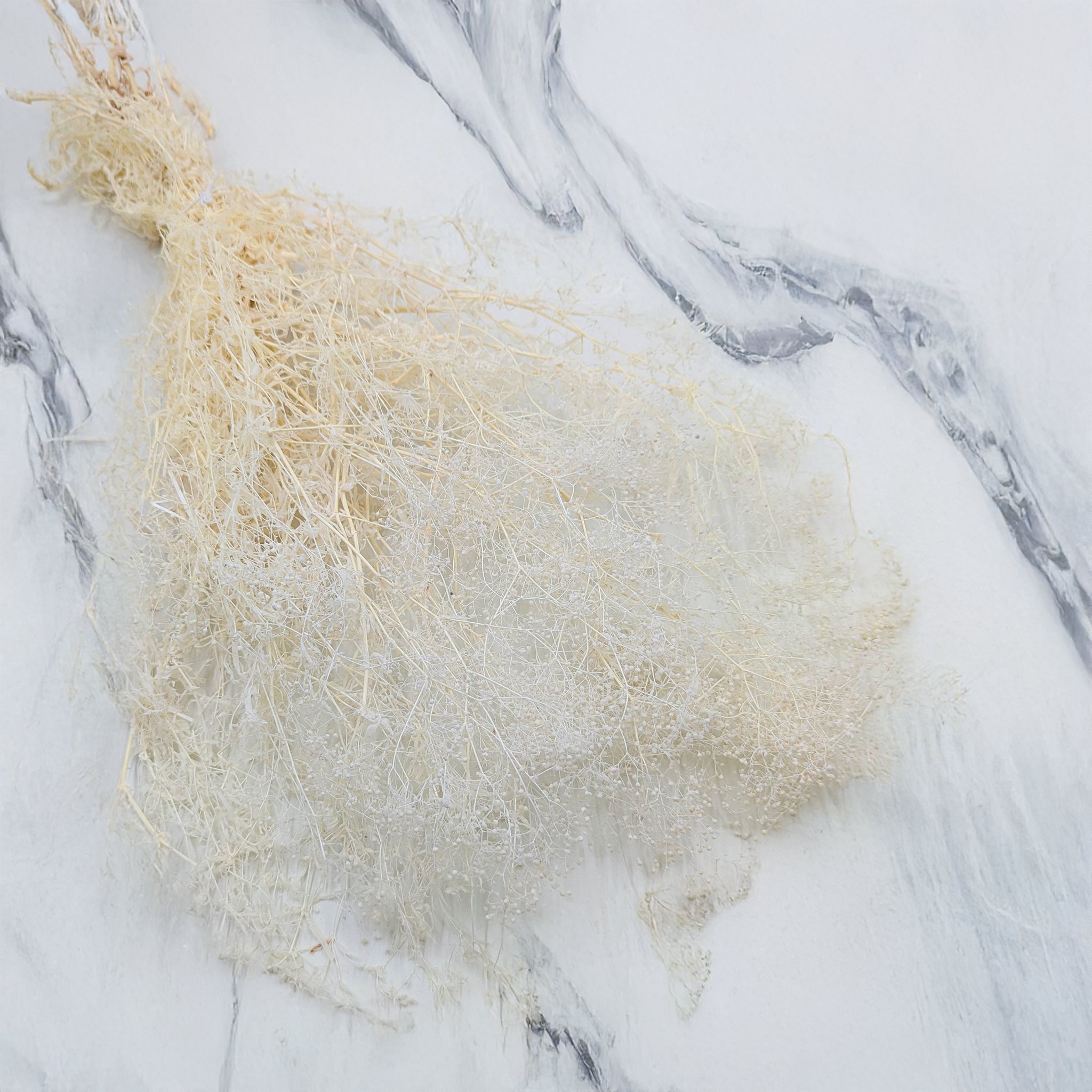 Gypsophile MINI Bleu