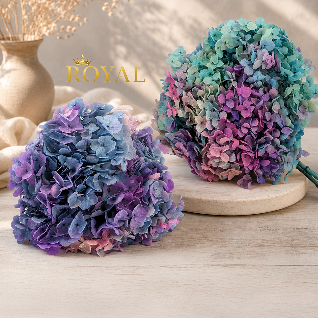 Broom Bloom blanchi