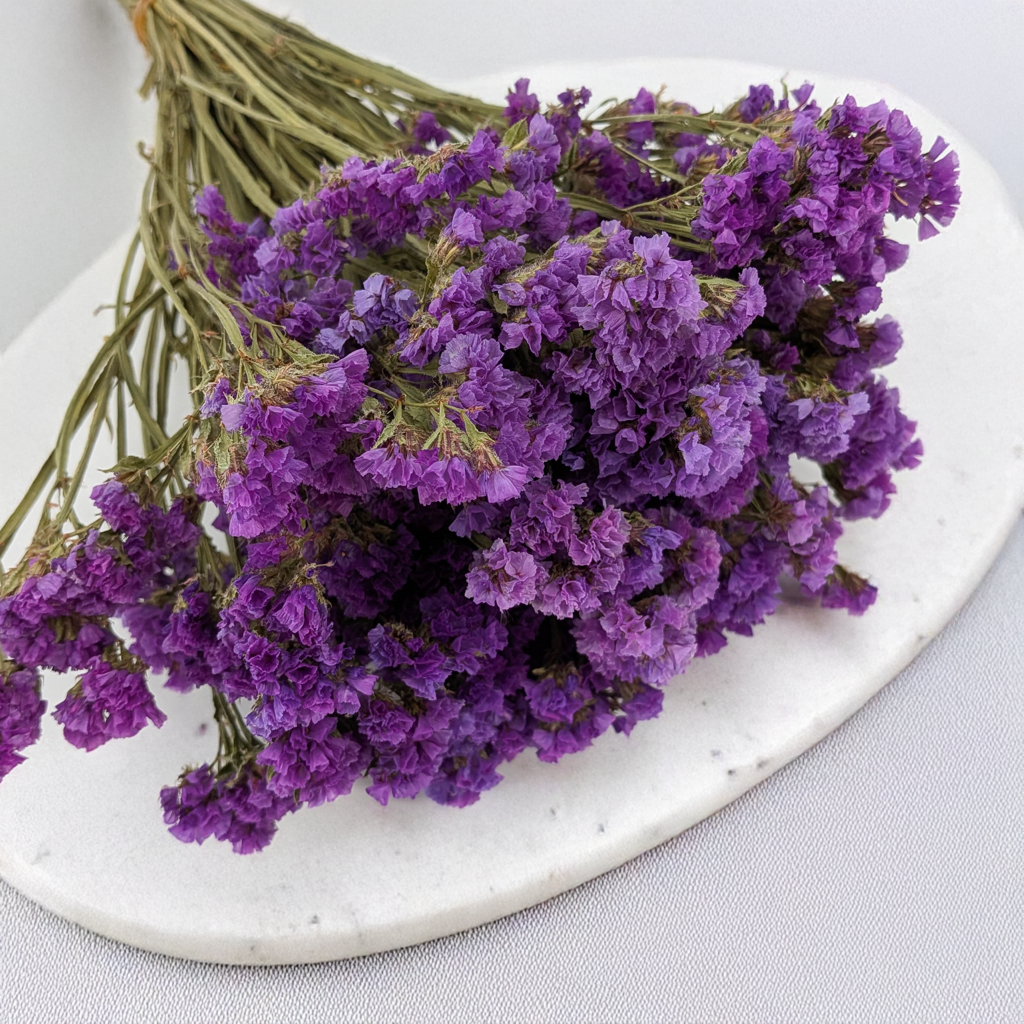 Statice séché violet