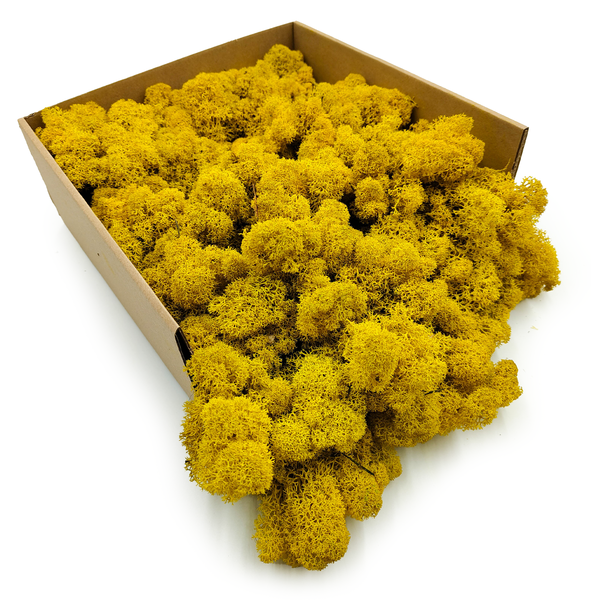 Lichen de renne finlandaise stabilisée – Nettoyée – Jaune 4 kg NET
