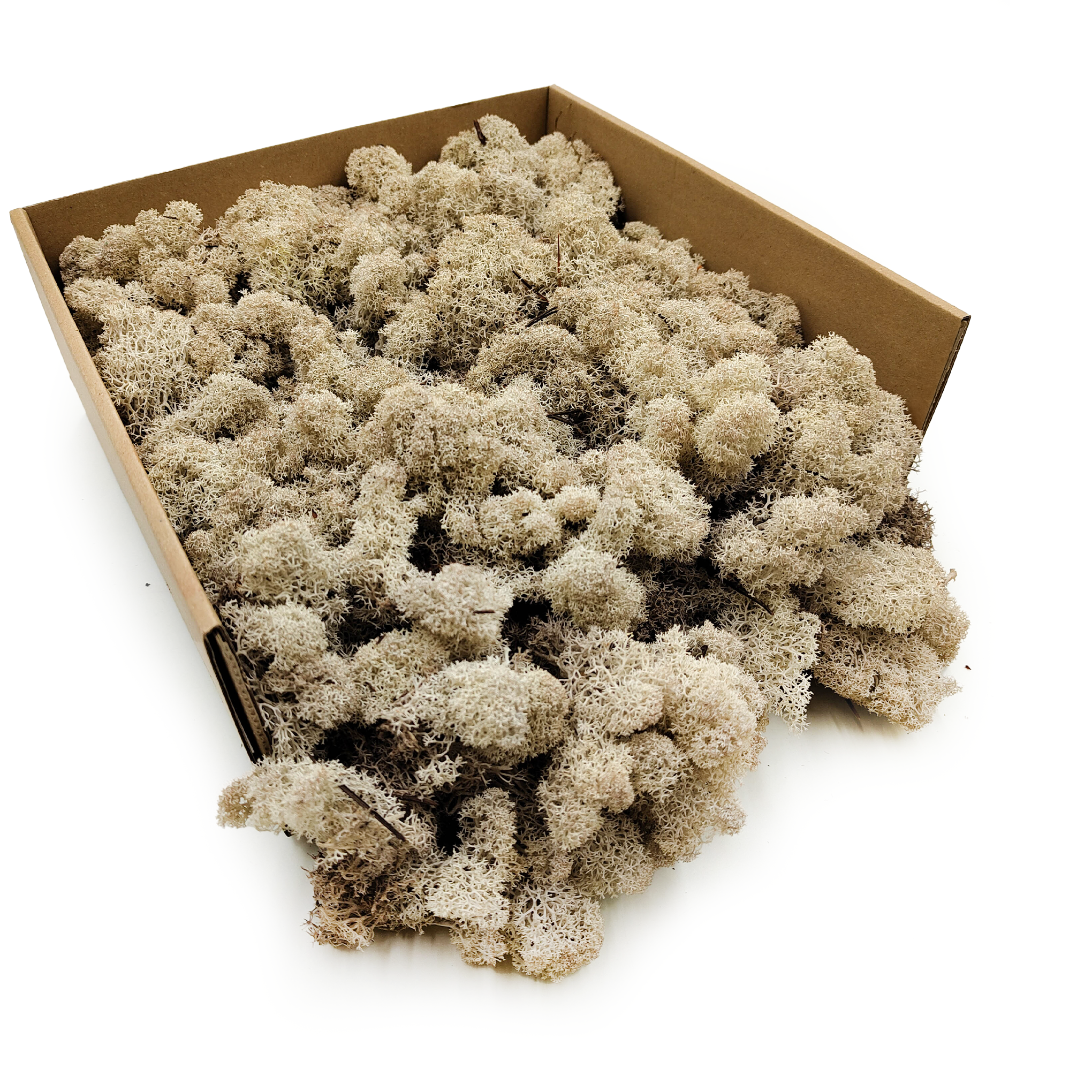 Lichen de renne finlandaise stabilisée – Nettoyée – Blanche 2 kg NET