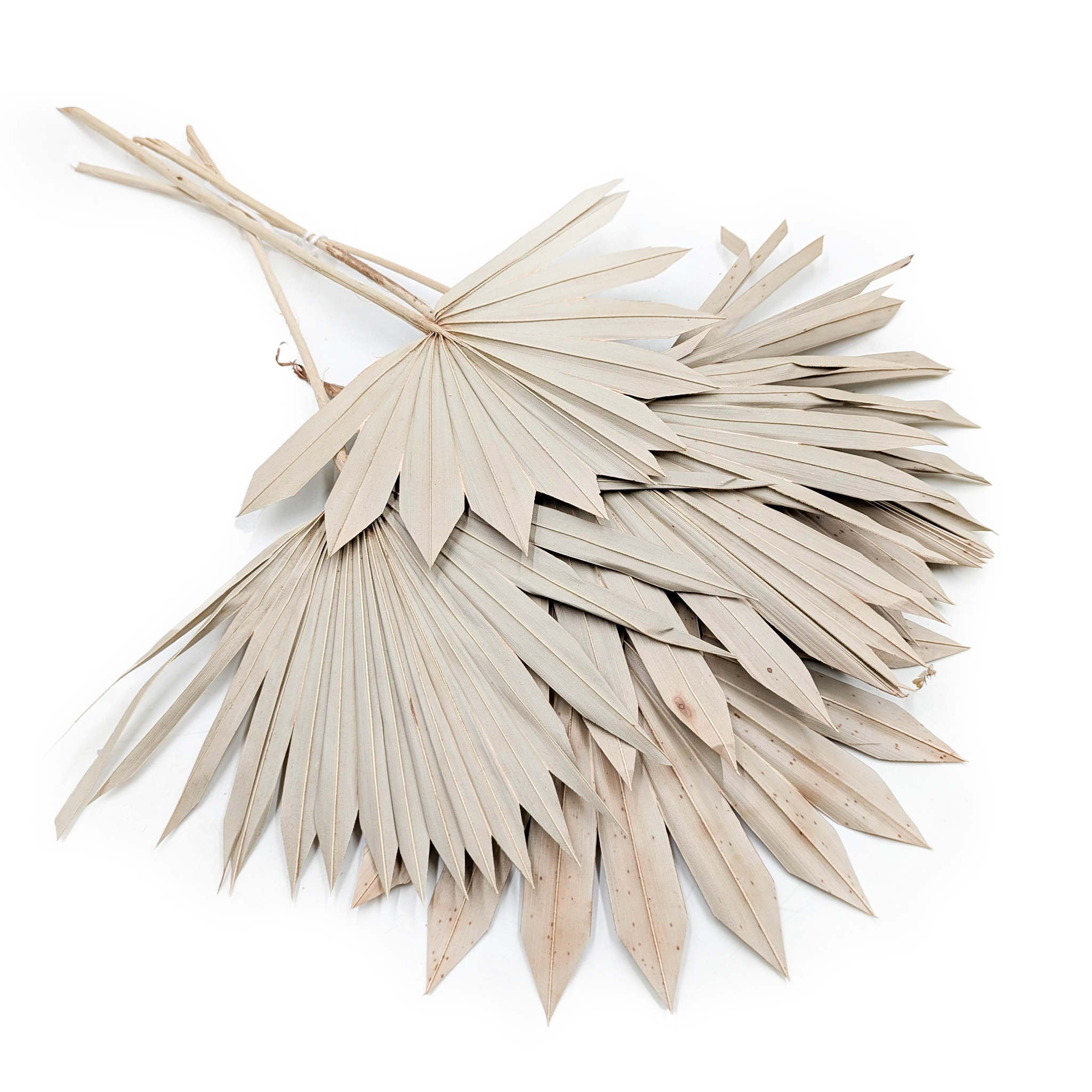 Palm Sun – Feuille de palmier éventail – Naturelle