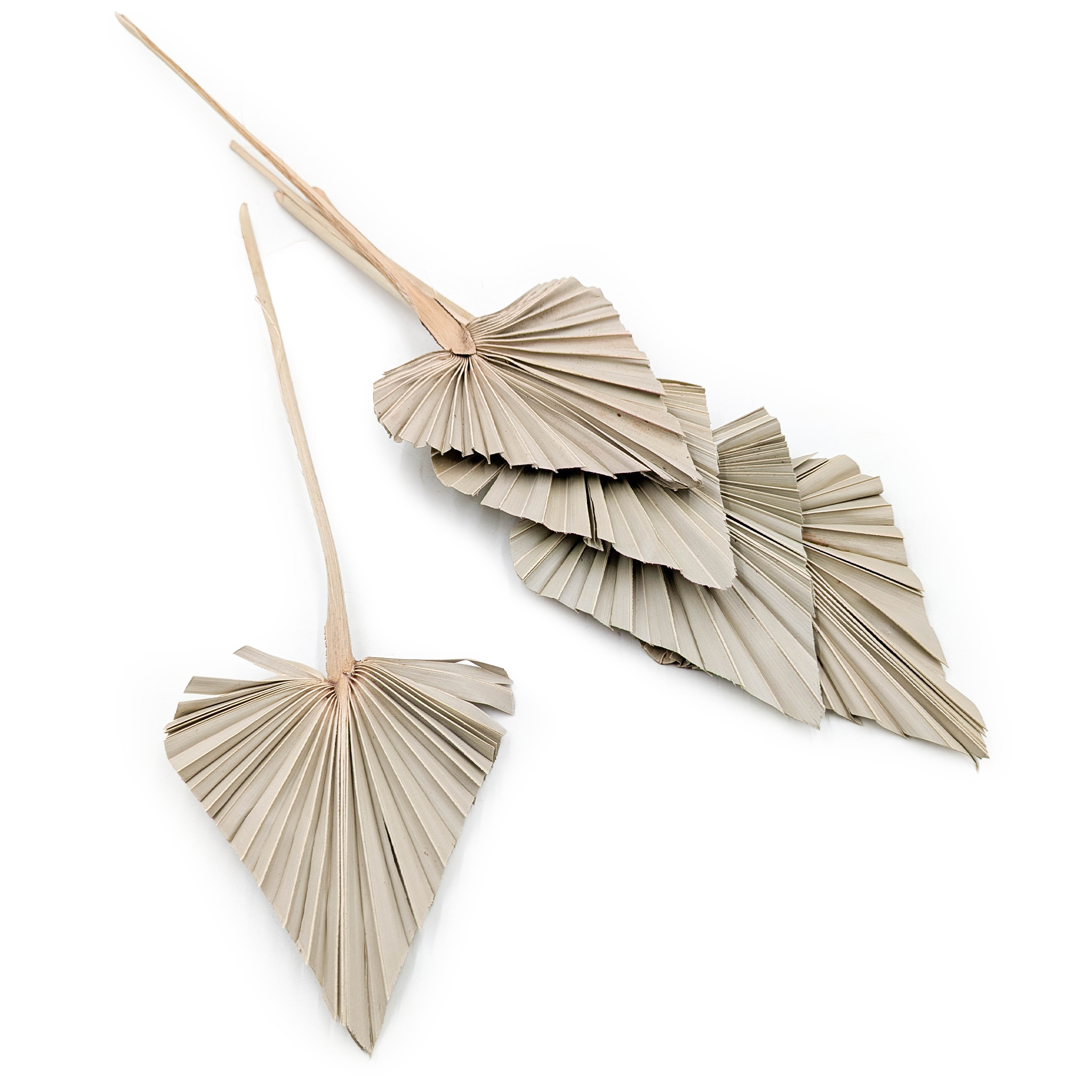 Feuille de palmier coupée, éventail, spear (Palm spear) – Naturelle