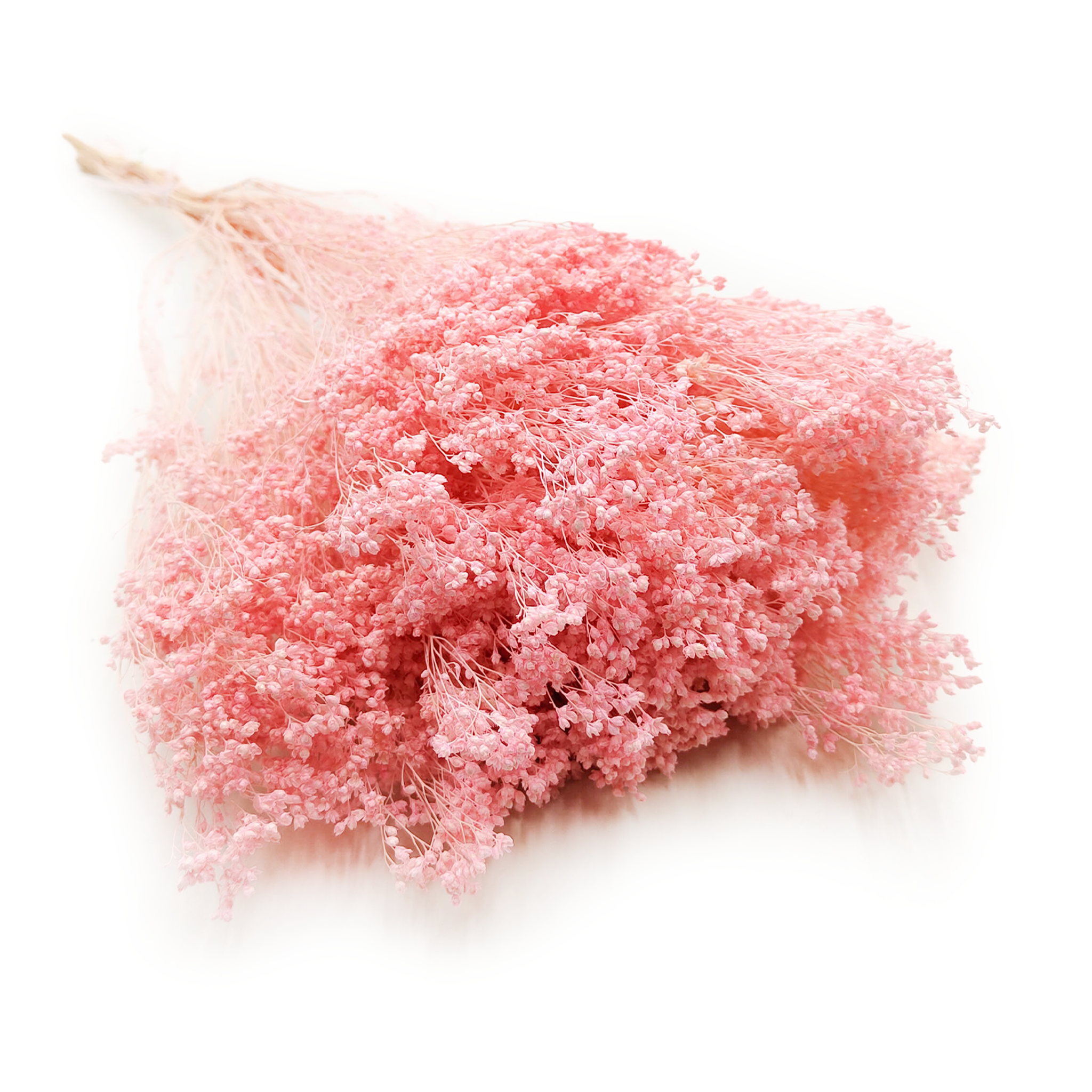 Broom Bloom Séché – Rose Perlé