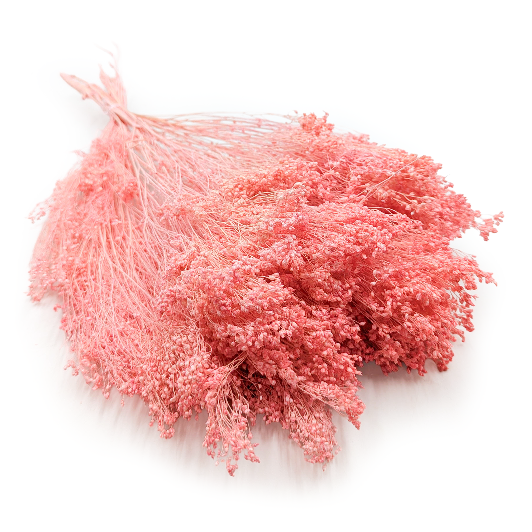 Broom Bloom – Genêt Séché – Rose Saumoné