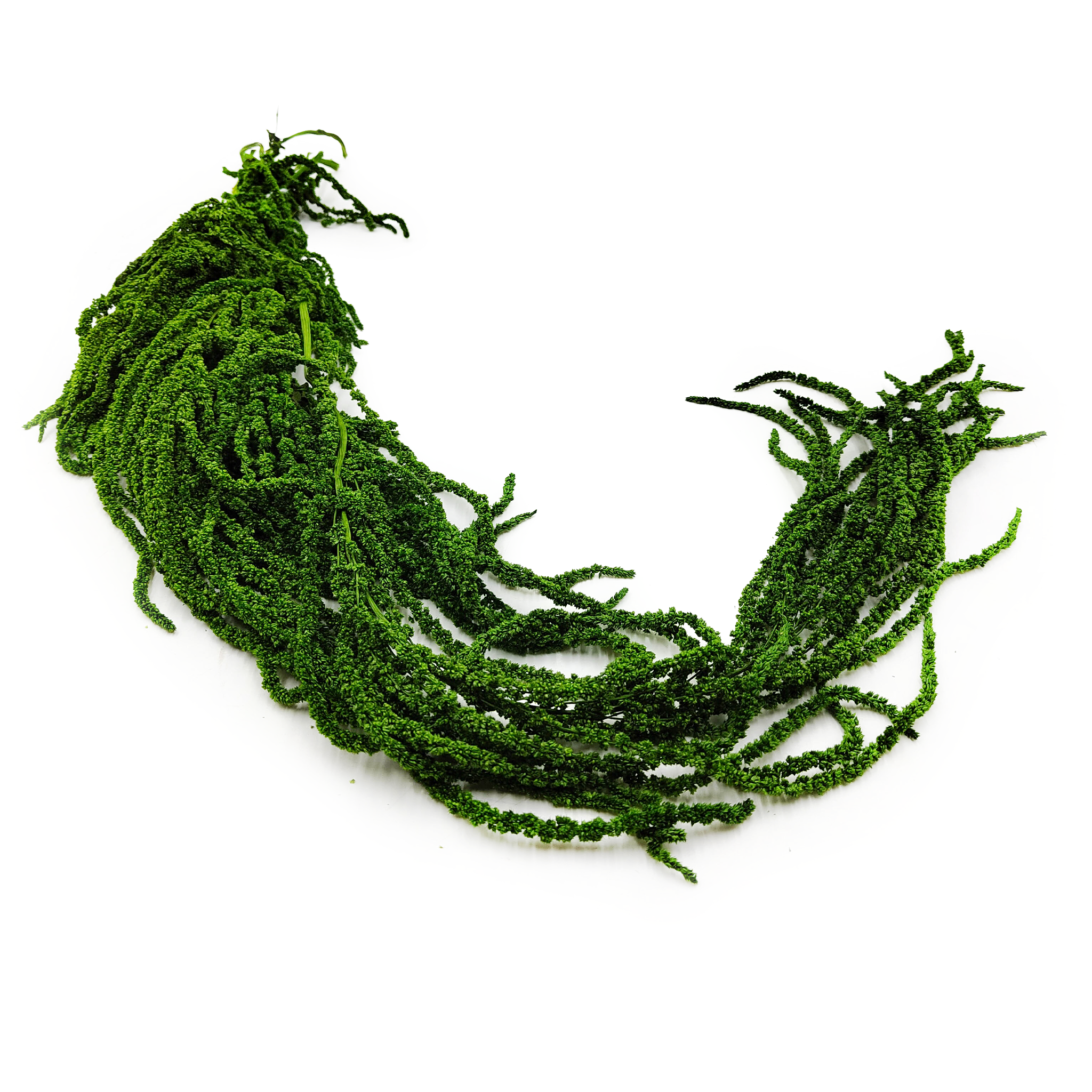 Amarante stabilisée – Vert
