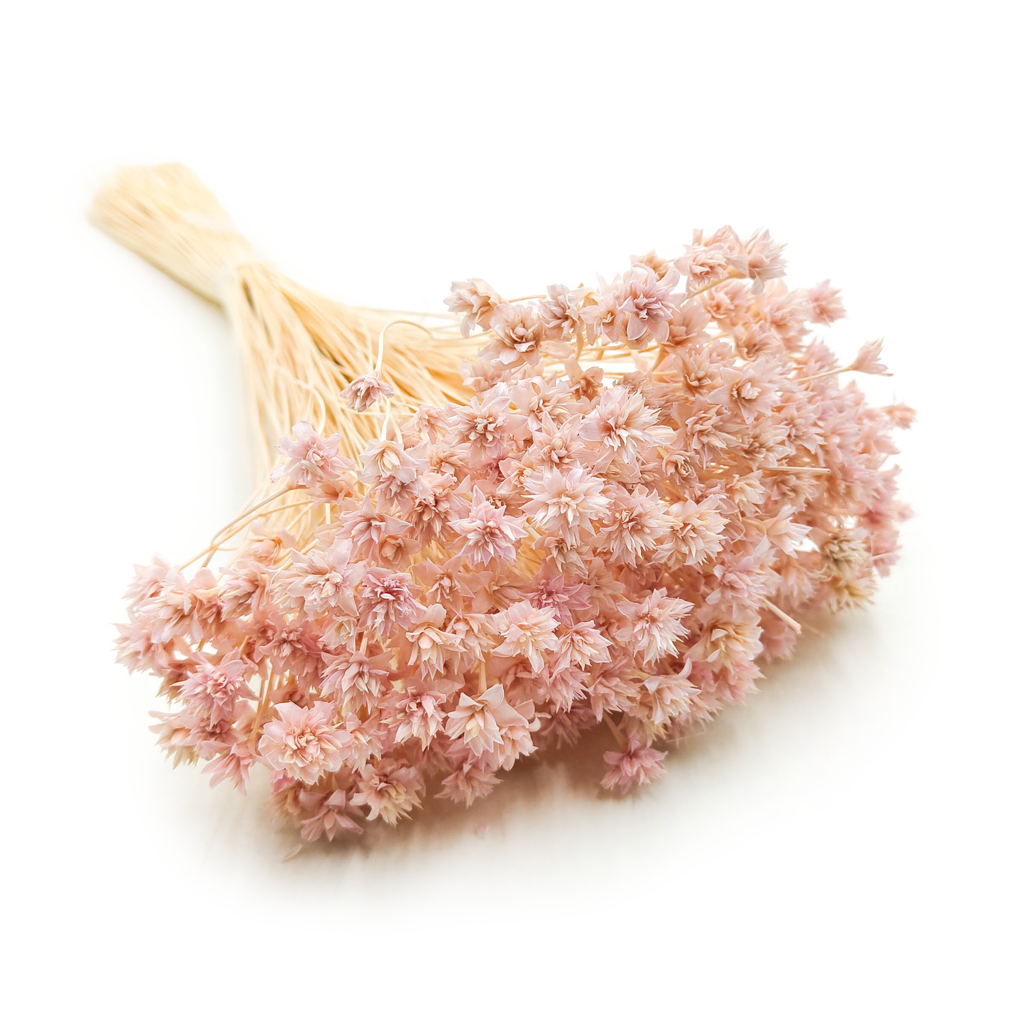 Hill Flower – Lilas