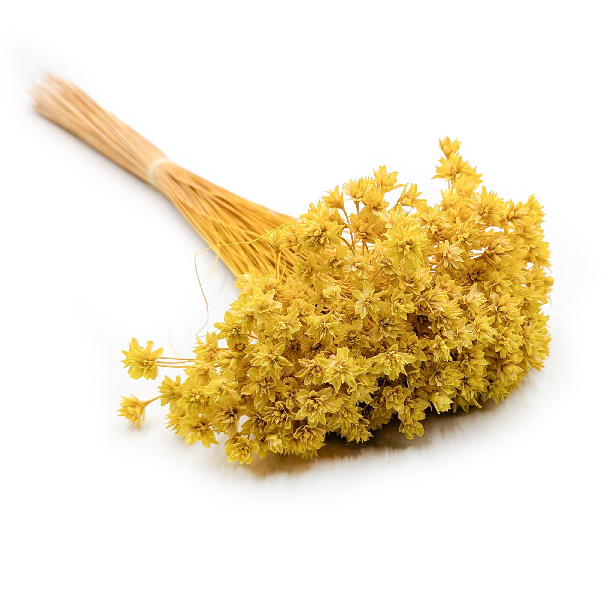 Hill Flower séché – Jaune