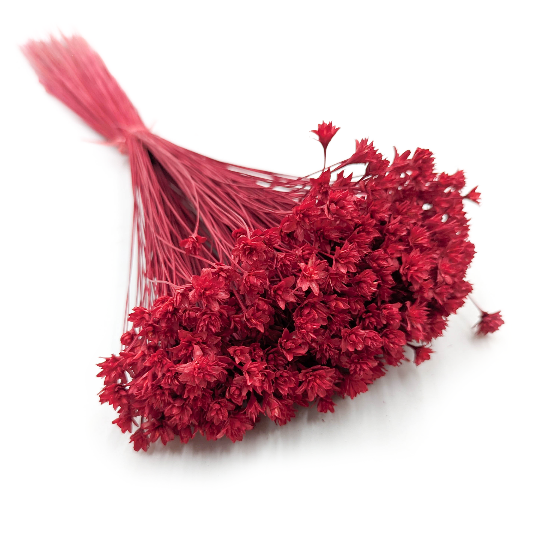 Hill Flower – Rouge