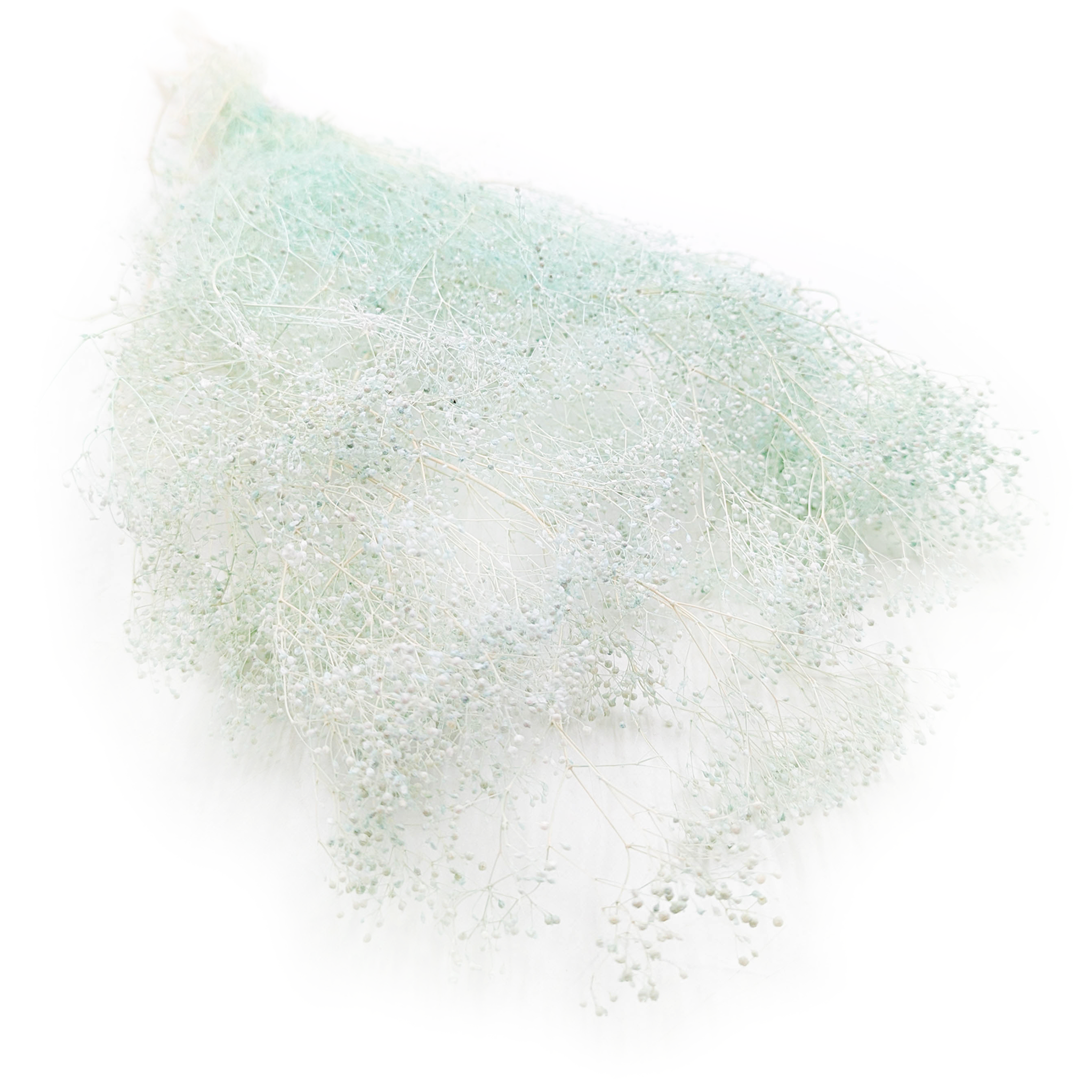 Gypsophile Stabilisée MINI – Menthe