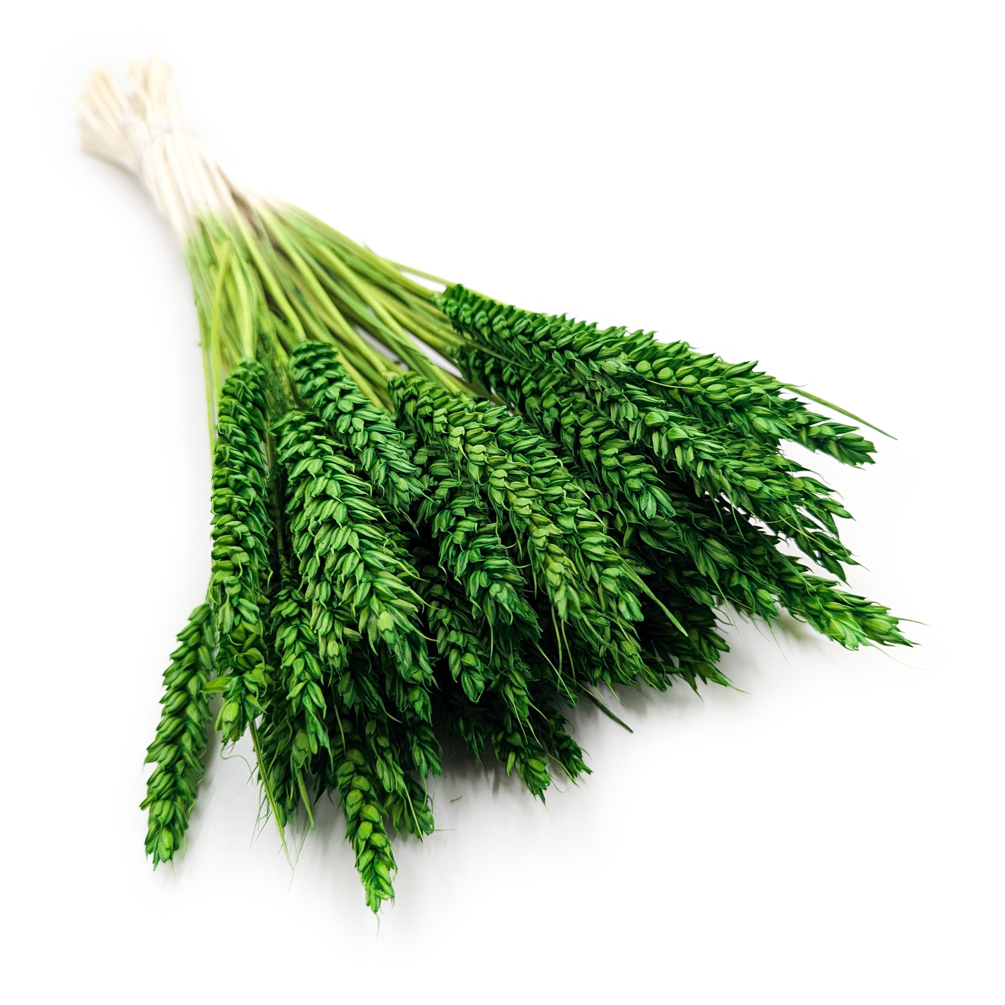 Blé Séché - Vert