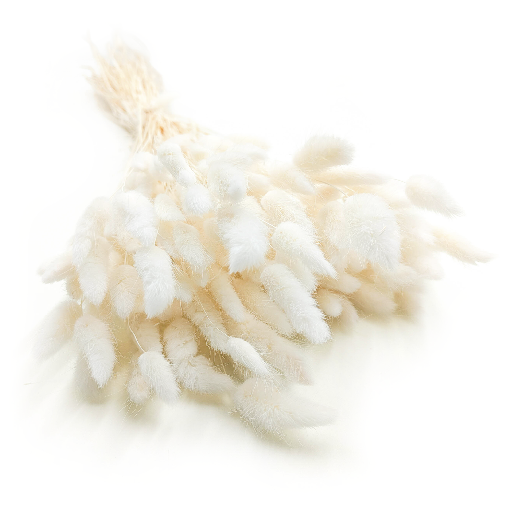 Lagurus séché – Queue-de-lièvre – Blanchi