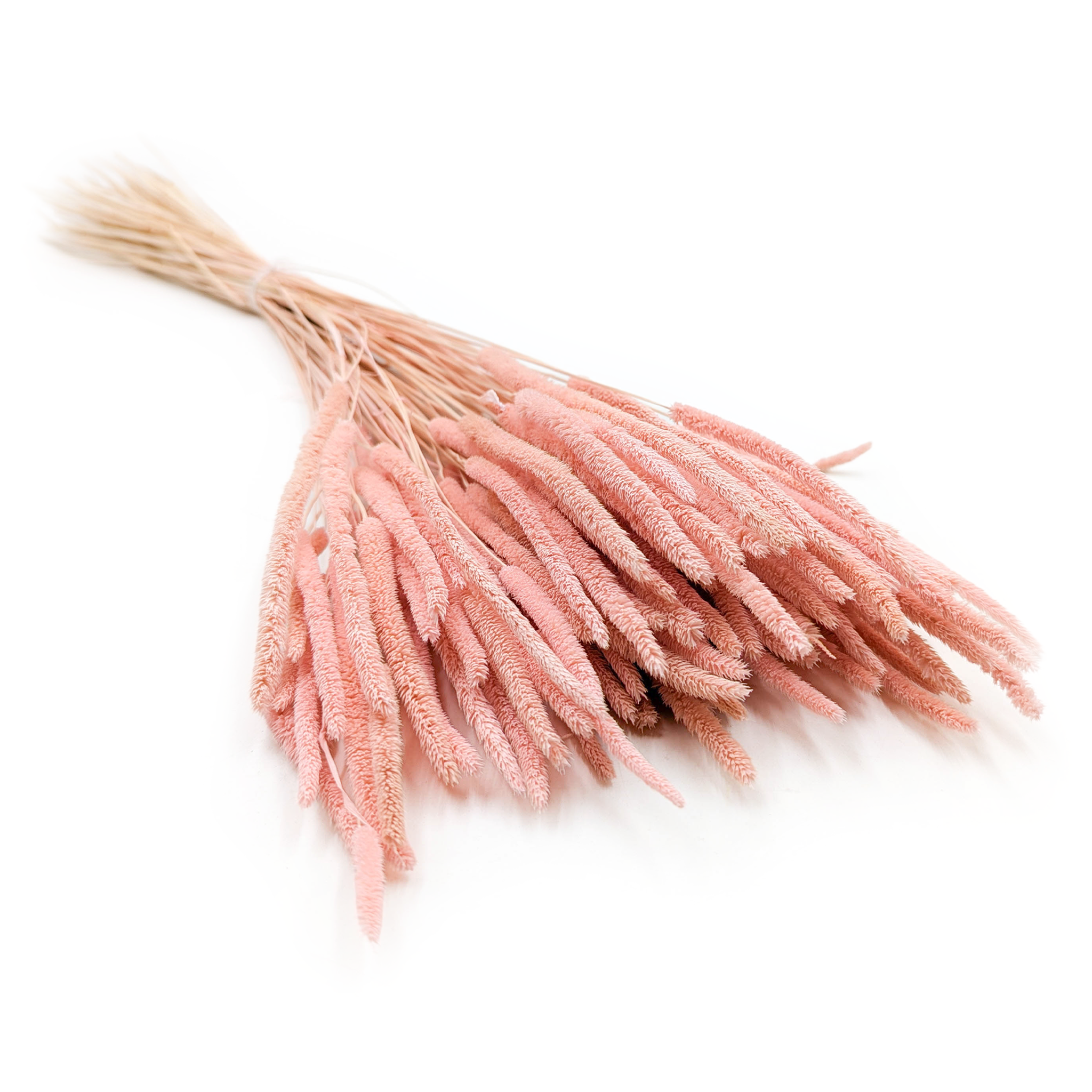 Herbe séchée – Fléole (Phleum) – Rose Perlé